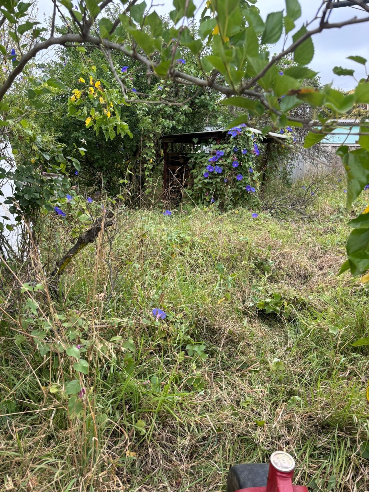 Professional Lawn Mowing