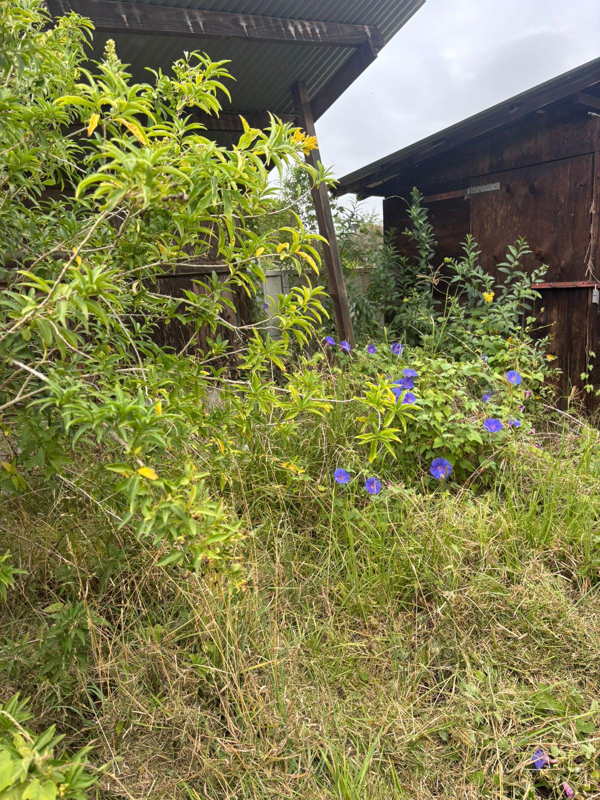 Professional Lawn Mowing