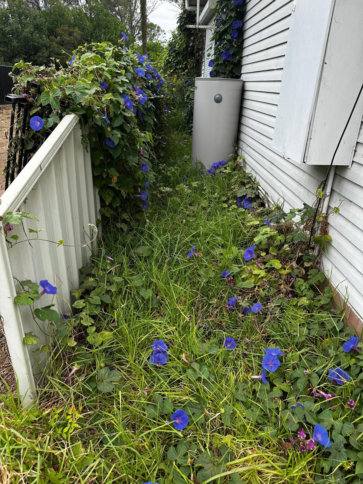 Professional Lawn Mowing